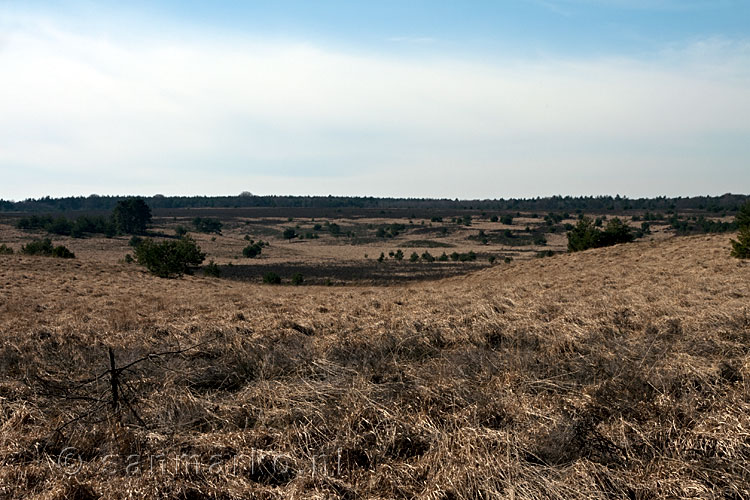 Uitzicht over het Rozendaalse Veld in Nationaal Park Veluwezoom