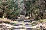 Het wandelpad door het bos in Nationaal Park Veluwezoom