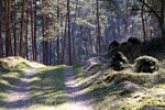Een ontzettend mooi stuk bos in Nationaal Park de Veluwezoom