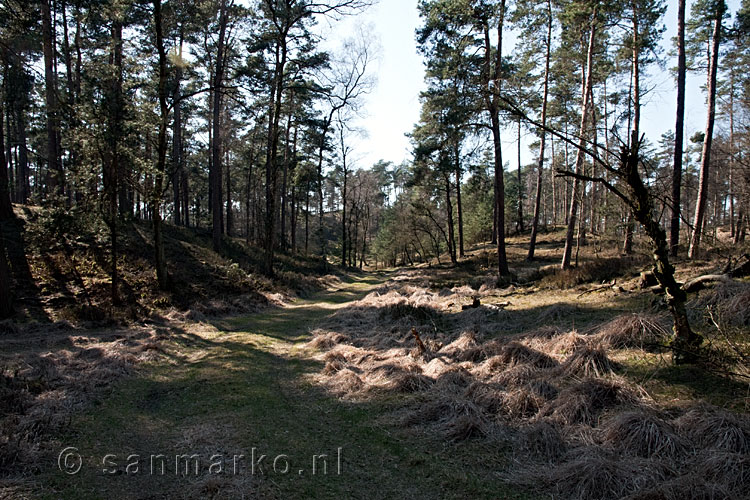 Het wandelpad door de bossen in Nationaal Park Veluwezoom