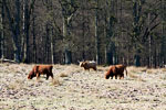 Schotse Hooglanders bij de Carolinahoeve in Nationaal Park Veluwezoom