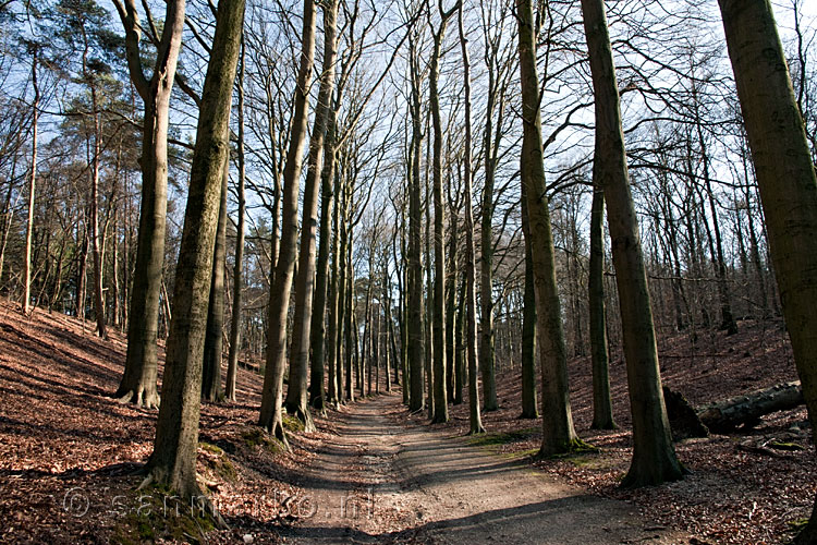 Het wandelpad terug naar Herikhuizerveld tijdens de wandeling rond de Posbank