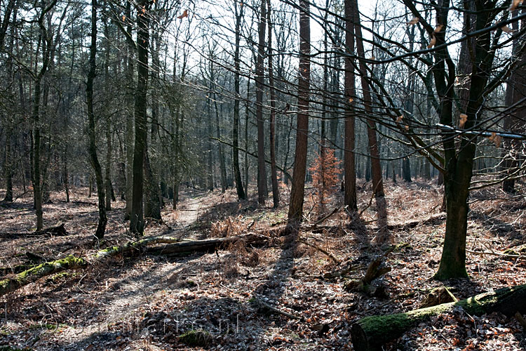 De Onzalige Bossen vlakbij het Paviljoen op de Posbank