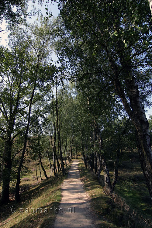 Wandelpad op de Rhedense heide bij de Posbank