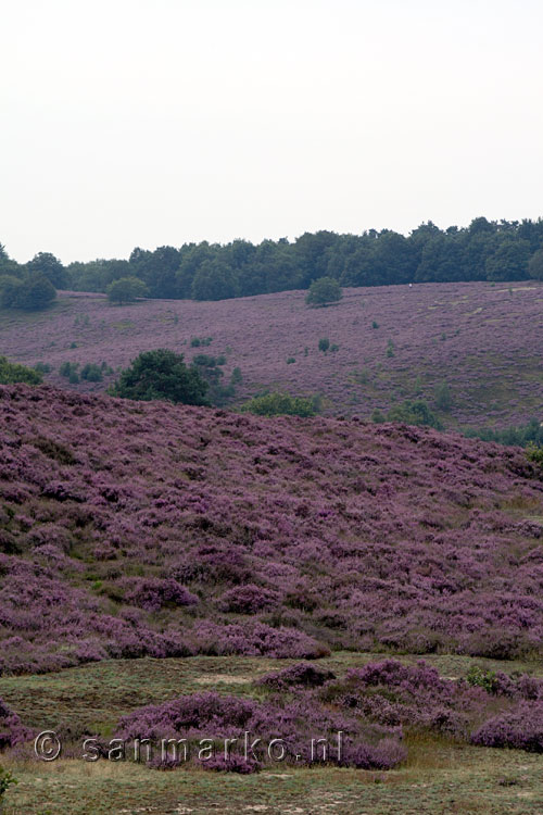 De heide bloeit op de Posbank