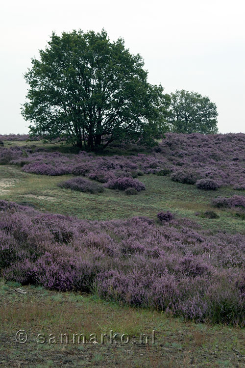 Uitzicht over de bloeiende heide in de Veluwezoom