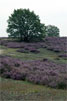 Uitzicht over de bloeiende heide in de Veluwezoom