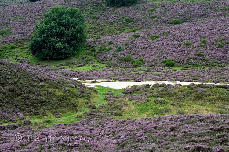 Glooiend landschap met bloeiende heide