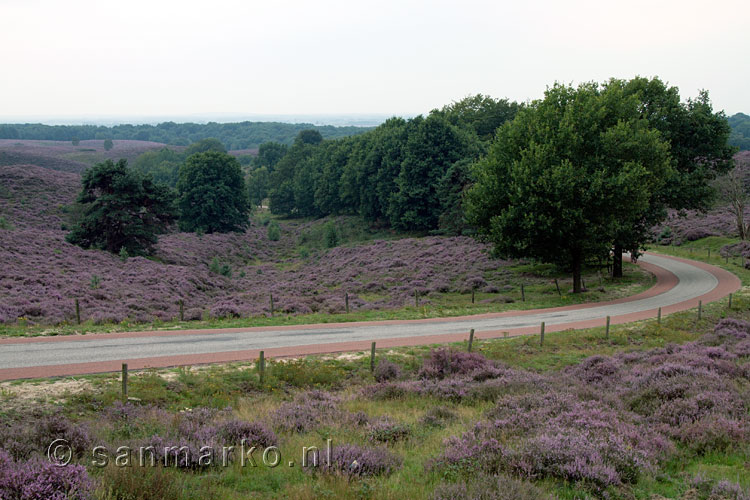 Bloeiende heide langs de Schietbergseweg naar de Posbank