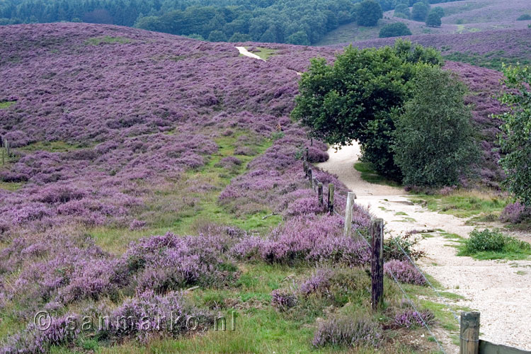 Wandelpad door de bloeiende heide bij de Posbank