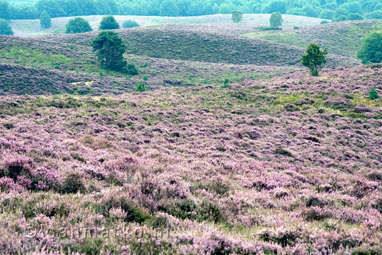 Bloeiende heide zover het oog reikt