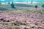 Bloeiende heide zover het oog reikt