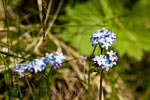 Malcolmia maritima langs het wandelpad door Aurlandsdalen