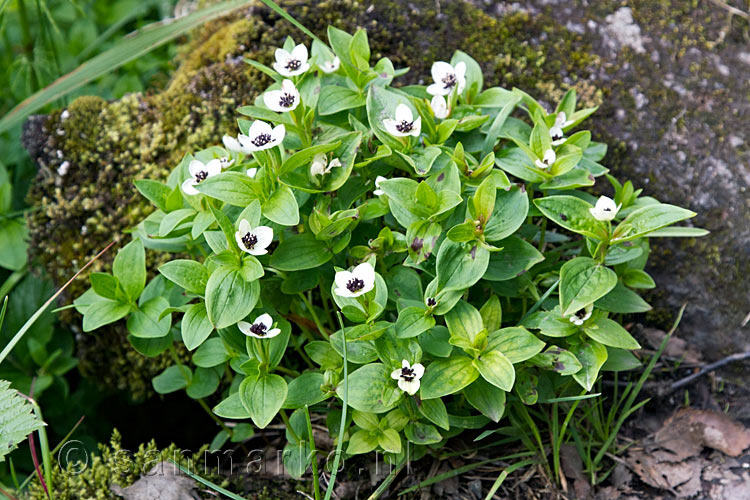 Cornus Canadensis in het schitterende Aurlandsdalen in Noorwegen