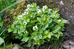 Cornus Canadensis in het schitterende Aurlandsdalen in Noorwegen