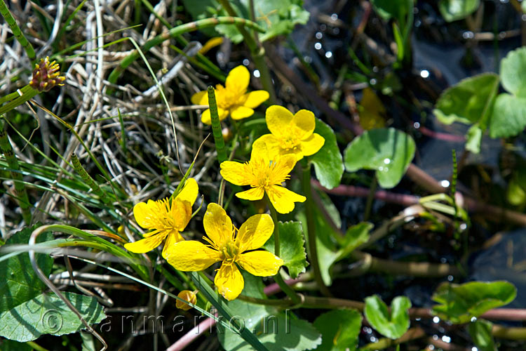 De gewone dotterbloem langs het wandelpad door Fokstumyra Natural Reserve in Noorwegen