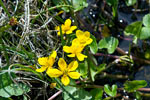 De gewone dotterbloem langs het wandelpad door Fokstumyra Natural Reserve in Noorwegen