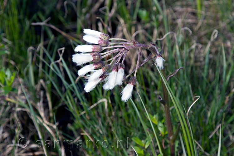 Eén van de vele mooie planten langs het wandelpad in Fokstumyra Natural Reserve