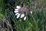 Eén van de vele mooie planten langs het wandelpad in Fokstumyra Natural Reserve