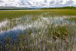 Wandelend door het moeras van Fokstumyra Natural Reserve bij Dombås