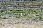 Een gans steekt zijn kop uit in het moerasland van Fokstumyra