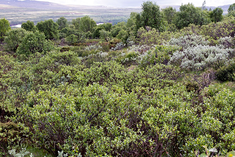 Langs het wandelpad door Fokstumyra National Reserve de schitterende natuur