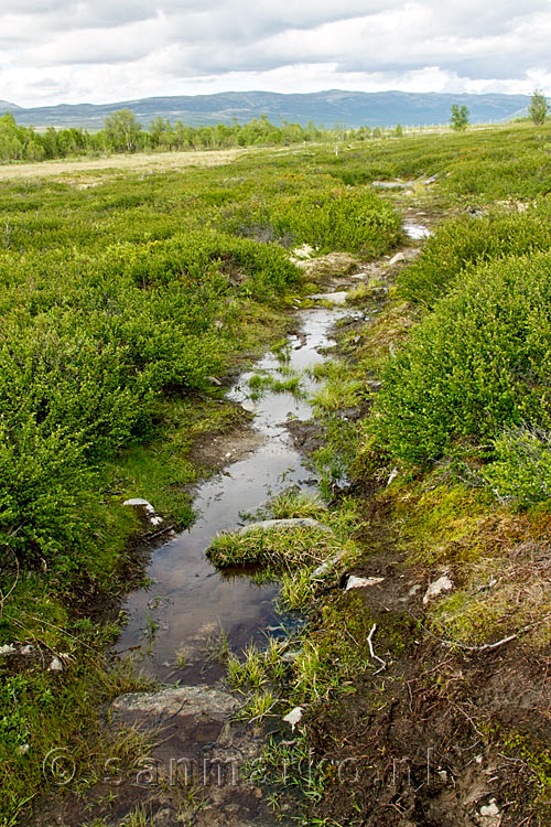 Wandelend over het droge gedeelte van moerasland Fokstumyra bij Dombås