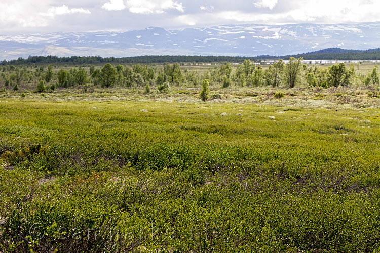 Het uitzicht over Djovrevell vanaf het wandelpad door Fokstumyra