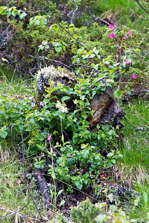 De schitterende lentebloemen langs het wandelpad naar de Kongsvoll