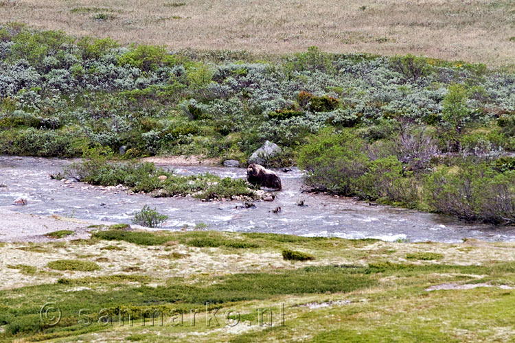 De eerste Muskusos gespot in de Kaldvella bij Kongsvoll in Dovrefjell