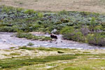 De eerste Muskusos gespot in de Kaldvella bij Kongsvoll in Dovrefjell