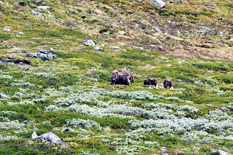 Een kudde muskusossen op de berg bij Kongsvoll in Dovrefjell