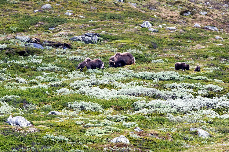 Twee jonge muskussossen vergezeld door hun ouders in Kongsvoll bij Oppdal