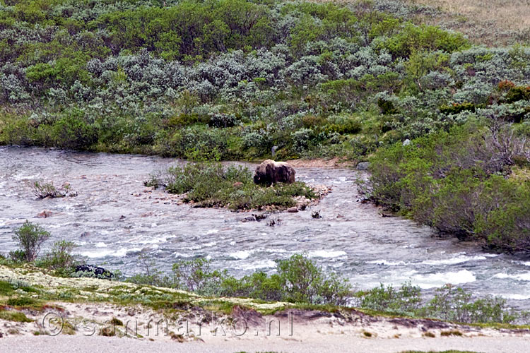 Een drinkende muskusos in de Kaldvella in Kongsvoll in Dovrefjell