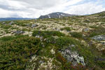 Uitzicht tijdens het wandelen over de Kongsvoll in Dovrefjell in Noorwegen