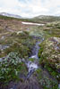 Smeltwater stromend over het wandelpad over de Kongsvoll in Dovrefjell
