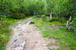 Het wandelpad door de bossen bij Kongsvoll in Dovrefjell in Noorwegen