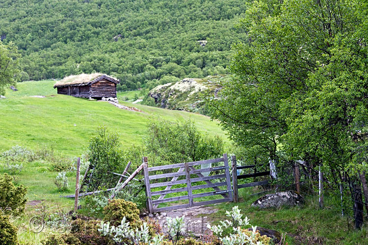 Het hek is de ingang van de Kongsvoll in Dovrefjell in Noorwegen