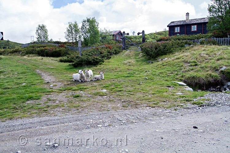 Aan het begin van de wandeling door Rondane drie schapen op de weg