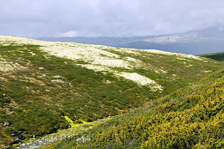 De schitterende vlakte naar de Peer Gynt Hutte in Rondane NP bij Høvringen