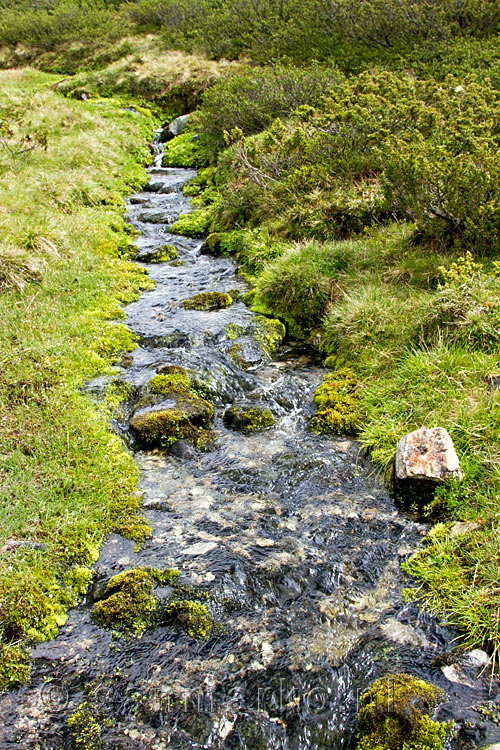 Een van de kleine zijstromen over het wandelpad bij Høvringen in Rondane Nasjonal Park