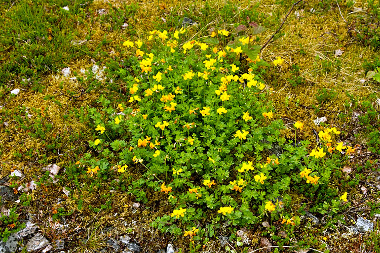 Mooie gele bloemen langs het wandelpad naar de Brenndalsbreen bij Olden