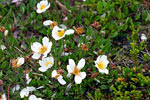 De frisse lente bloemen langs de weg in Jotunheimen Nasjonal Park in Noorwegen