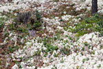 De bosgrond is bezaaid met dit witte mos in Grimsdalen in Rondane NP