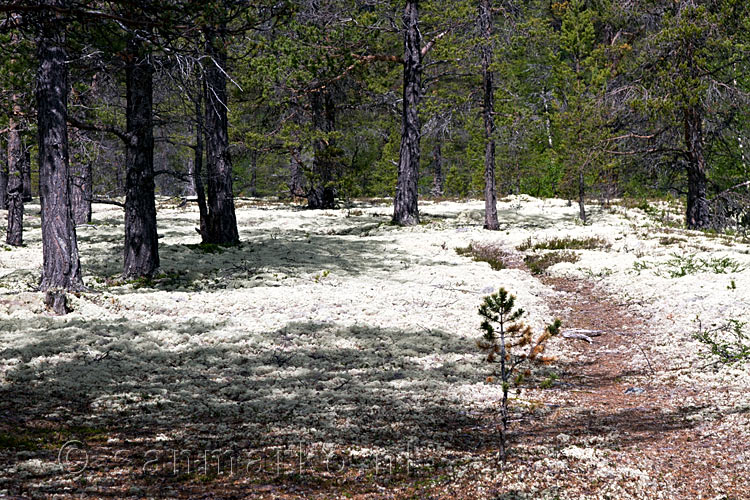 Wandelend vanaf de Fallfossen verder door de bossen in Grimsdalen