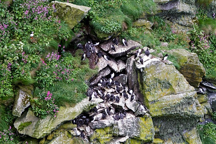 Een groep Zeekoeten op de rotsen van Runde in Noorwegen