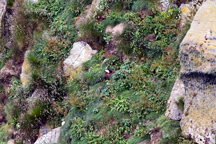 De eerste Puffin die we zien op het eiland Runde aan de westkust