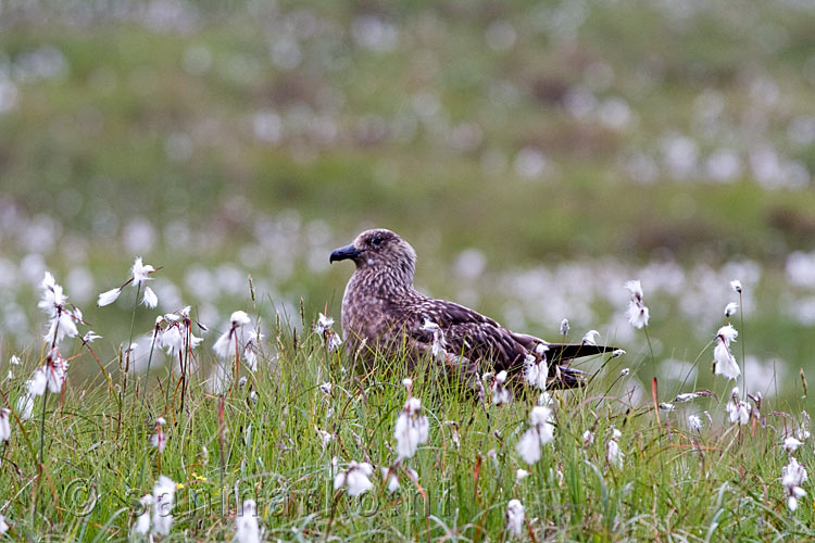 De Grote Jager op het vogeleiland Runde in Noorwegen