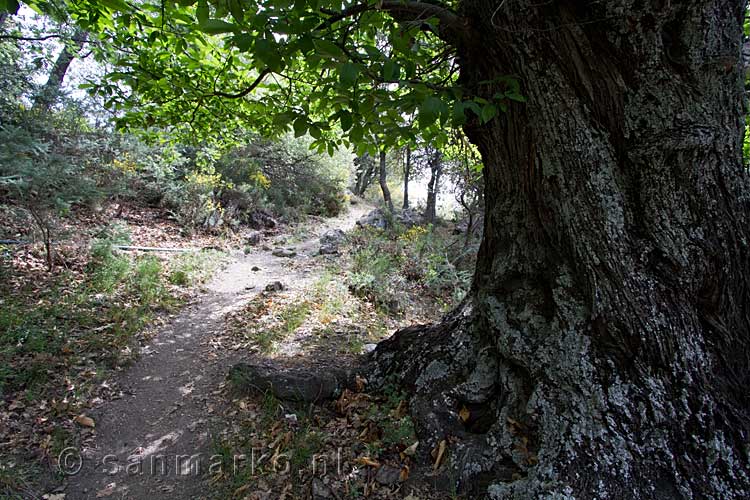 Het wandelpad over de GR door het bos bij Busquístar