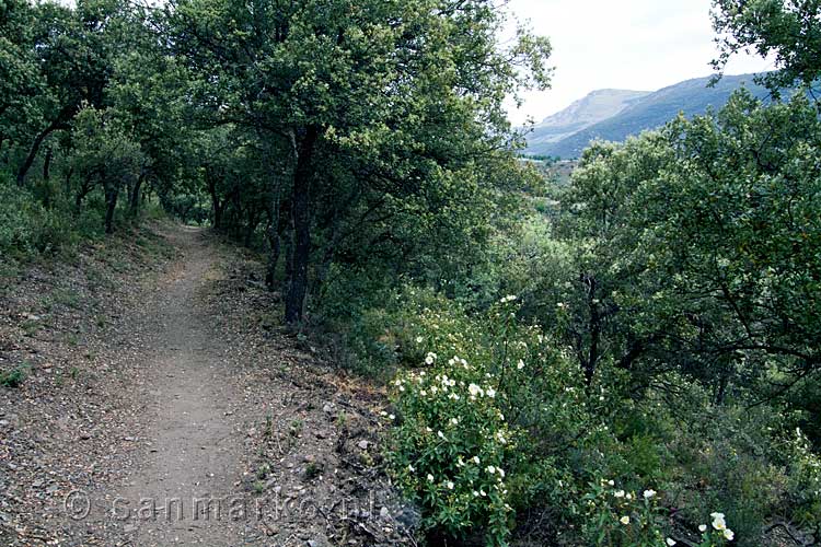 Het wandelpad door het bos bij Busquístar en Pórtugos in de Alpujarras